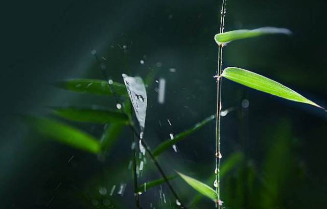 竹林听雨 | 陶醉在这美丽春色里!