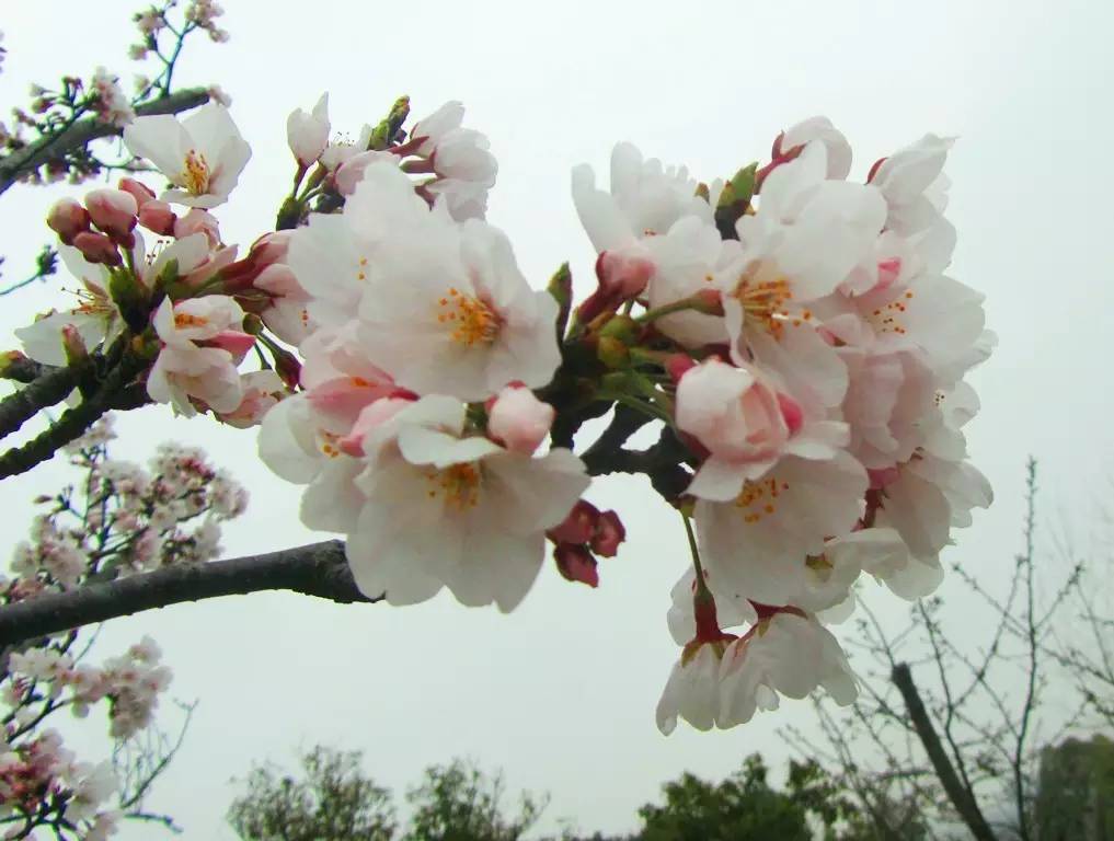 走进春天,赏不完桃李绽放的美景;拥抱自然,闻不尽四野散发的芳香.