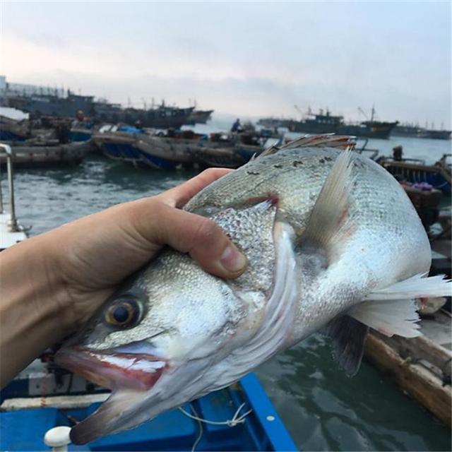 卖鱼郎家的海鲜：我们只爱海钓鱼