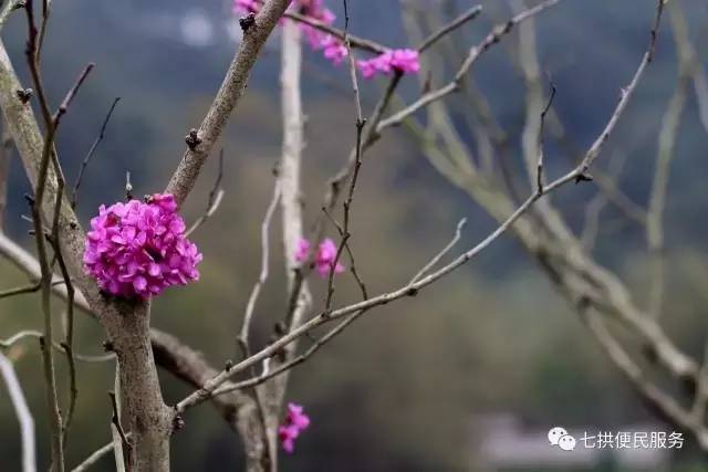 鲁花董事长千金照片