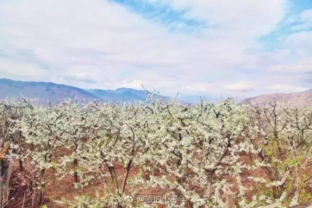 梨花看,最佳赏花期已经到来,清明节去正好哦~   地址:雅安市汉源九襄