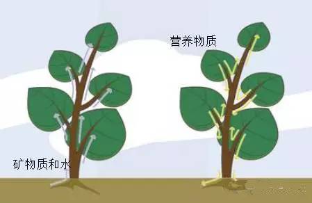 在植物体内共存两种运输方式(木质部和韧皮部)