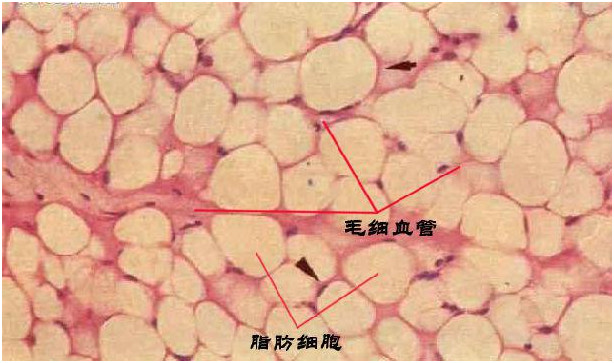 (图示:每个脂肪细胞都有毛细血管围绕着的)