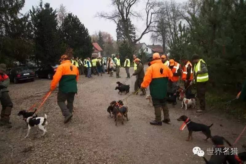 第五张照片,火梗这张图梗类犬组合这一张英系斯塔夫,和火梗很有渊源