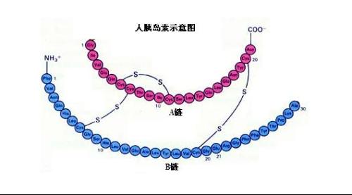 文章里面有胰岛素水平的变化曲线,我没有放这里. 回到真实生活中.