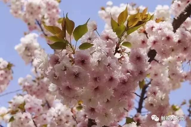 梅花樱花桃花杏花梨花李花,瓷器们傻傻分不清?来科普