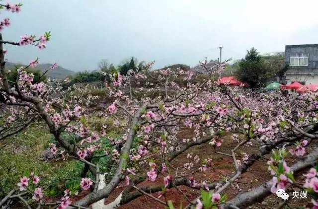 自驾路线: 成都-成绵高速-青白江-城厢镇-姚渡龙门桃花沟 3,双流三星