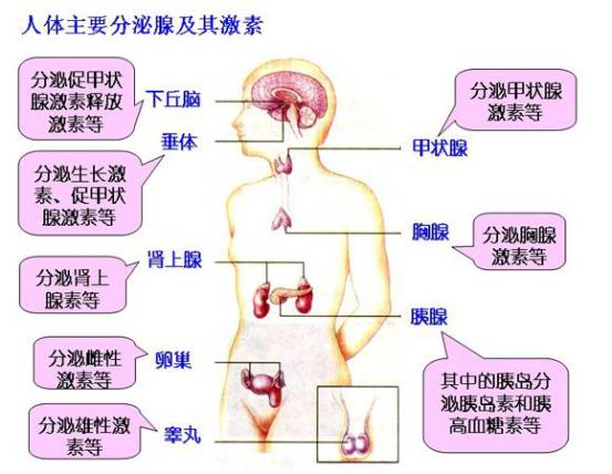 人口中的唾液是一直分泌的吗_唾液分泌图片(2)