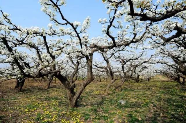 全国梨花数河北,河北梨花看泊头,而泊头梨花首推近郊的洼里王镇三岔河