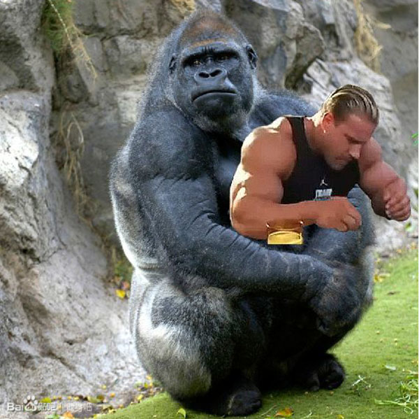 银背大猩猩体重约四百公斤,全身都是强壮的肌肉!