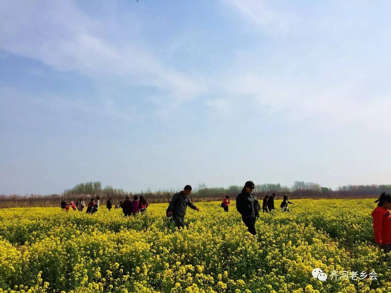 油菜花开了齐河最美油菜花海在这里黄河水乡湿地公园