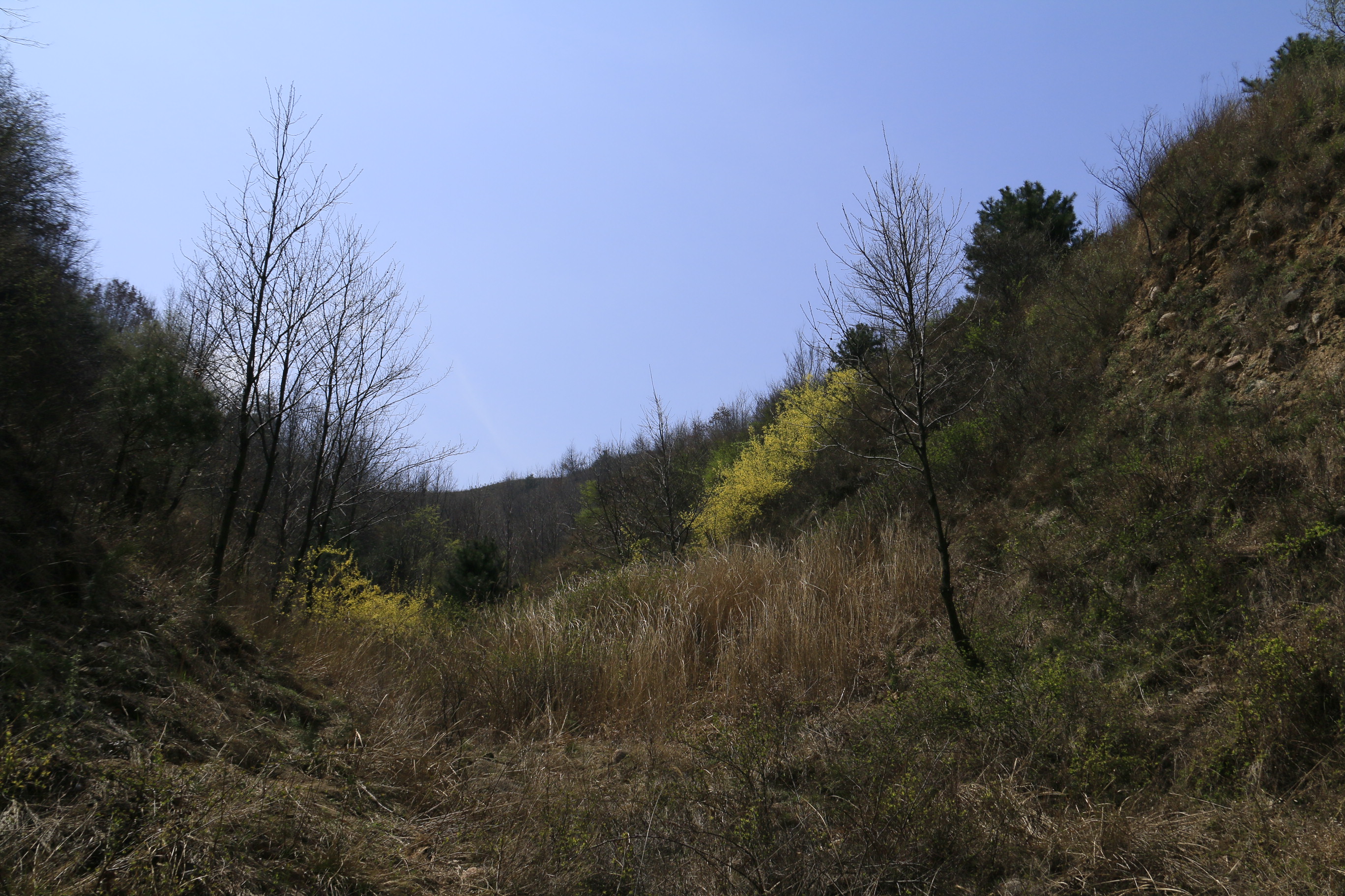 终南山下生我养我的小村庄——到牛角沟村赏油菜花