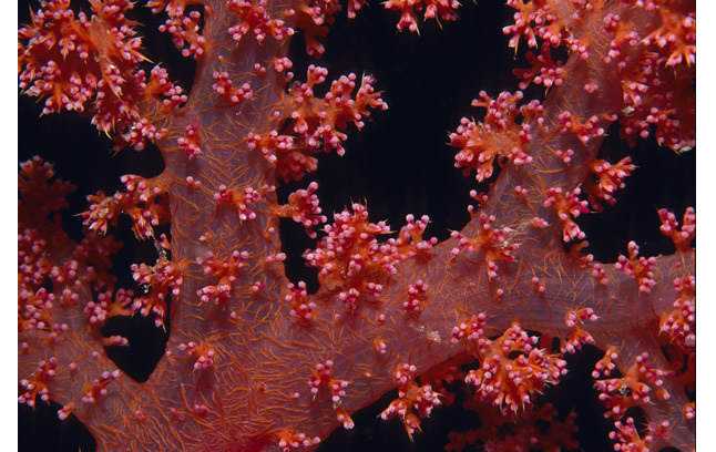 制作工艺品的珊瑚种类_如何把珊瑚制作成饰品_台湾珊瑚饰品