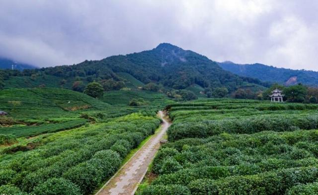 白描在桐坞村 这里有满山的茶地,远离喧嚣,因此白描所处的位置空气