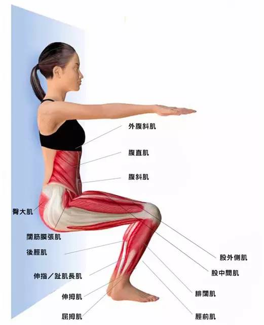 倚墙而坐 wall sits 益于:股内侧肌,股直肌,股外侧肌,半腱肌,股中间肌