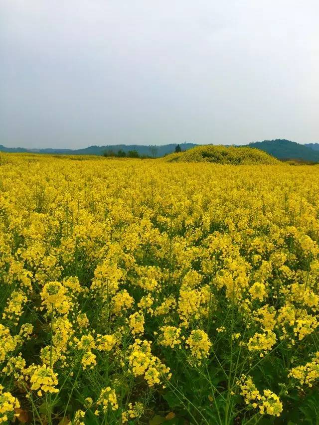 梅子金黄杏子肥,麦花雪白菜花稀. 日长篱落无人过,唯有蜻蜓蛱蝶飞.