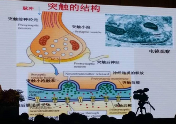 发现|能自主学习的人工神经突触出现 离人造"大脑"又近一步