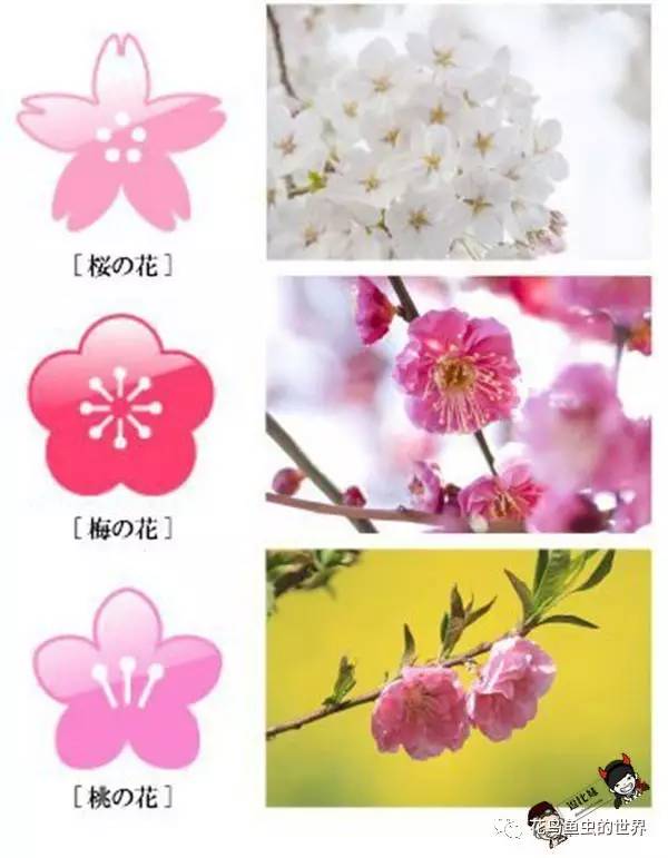 【涨知识】怎么区分梅花,杏花,樱花,桃花,李花?