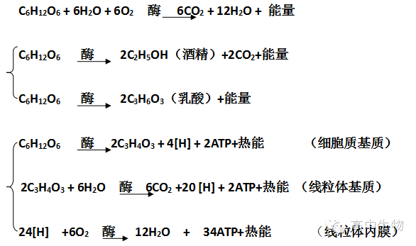 大总结|高中生物所有反应方程式-搜狐教育