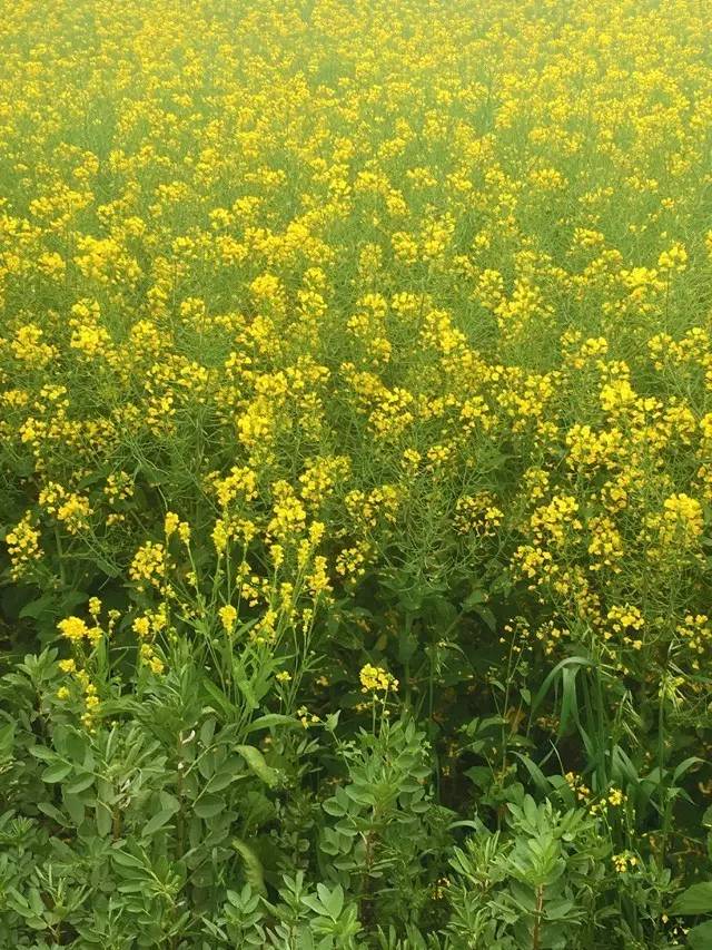 梅子金黄杏子肥,麦花雪白菜花稀. 日长篱落无人过,唯有蜻蜓蛱蝶飞.