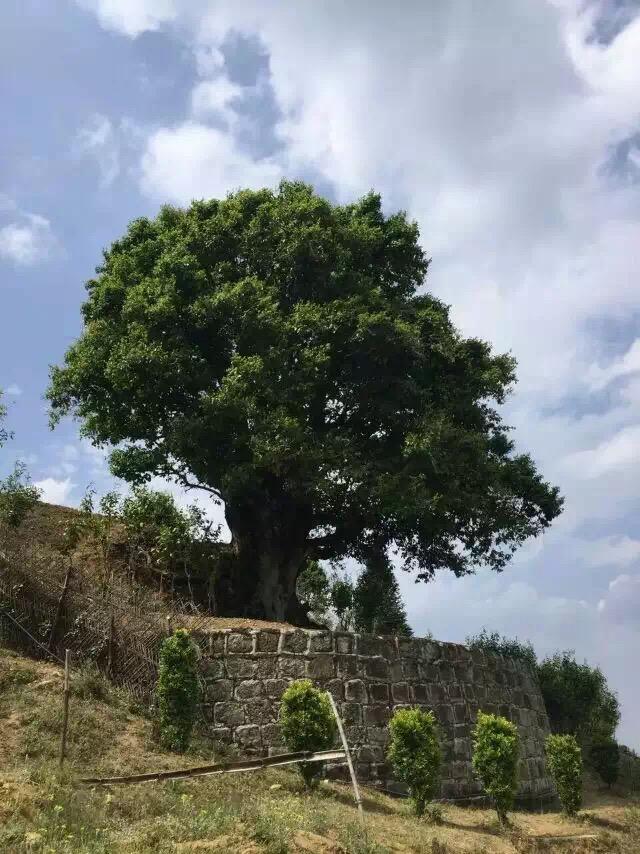 普洱市镇沅县2700年的野生古茶树 关键问题,类似这样高大树冠的古茶树