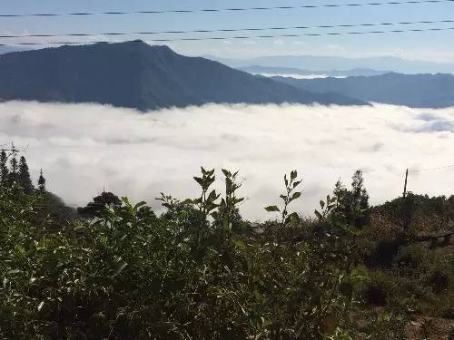 邦东岩石缝里生长出的古茶园