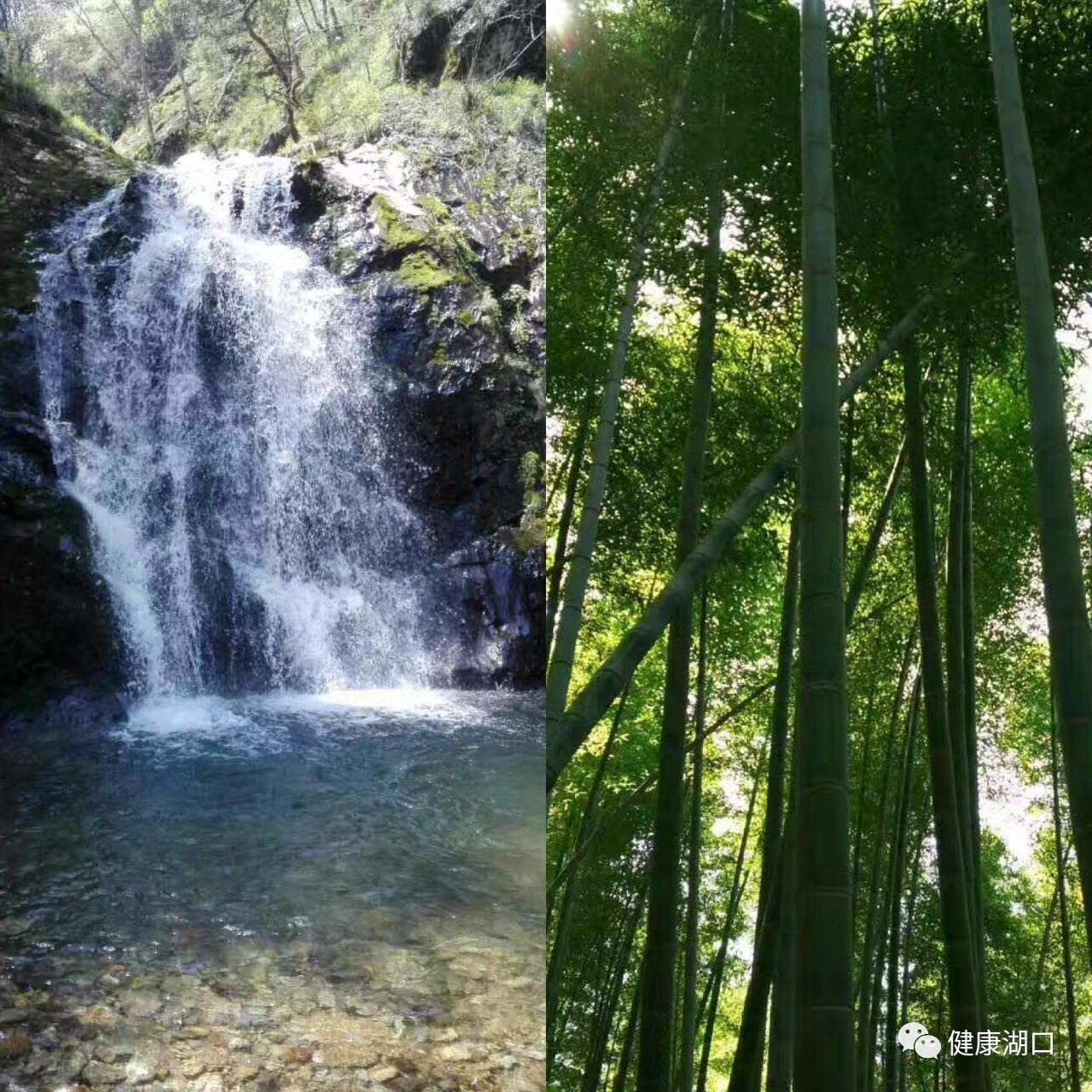 竹林流水