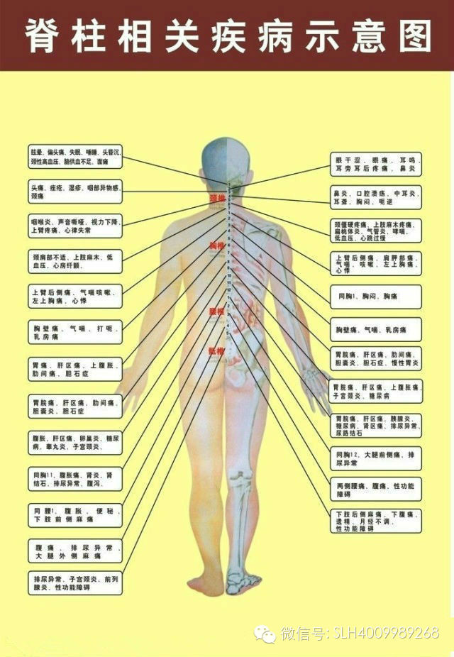 人体脊椎结构与健康睡眠