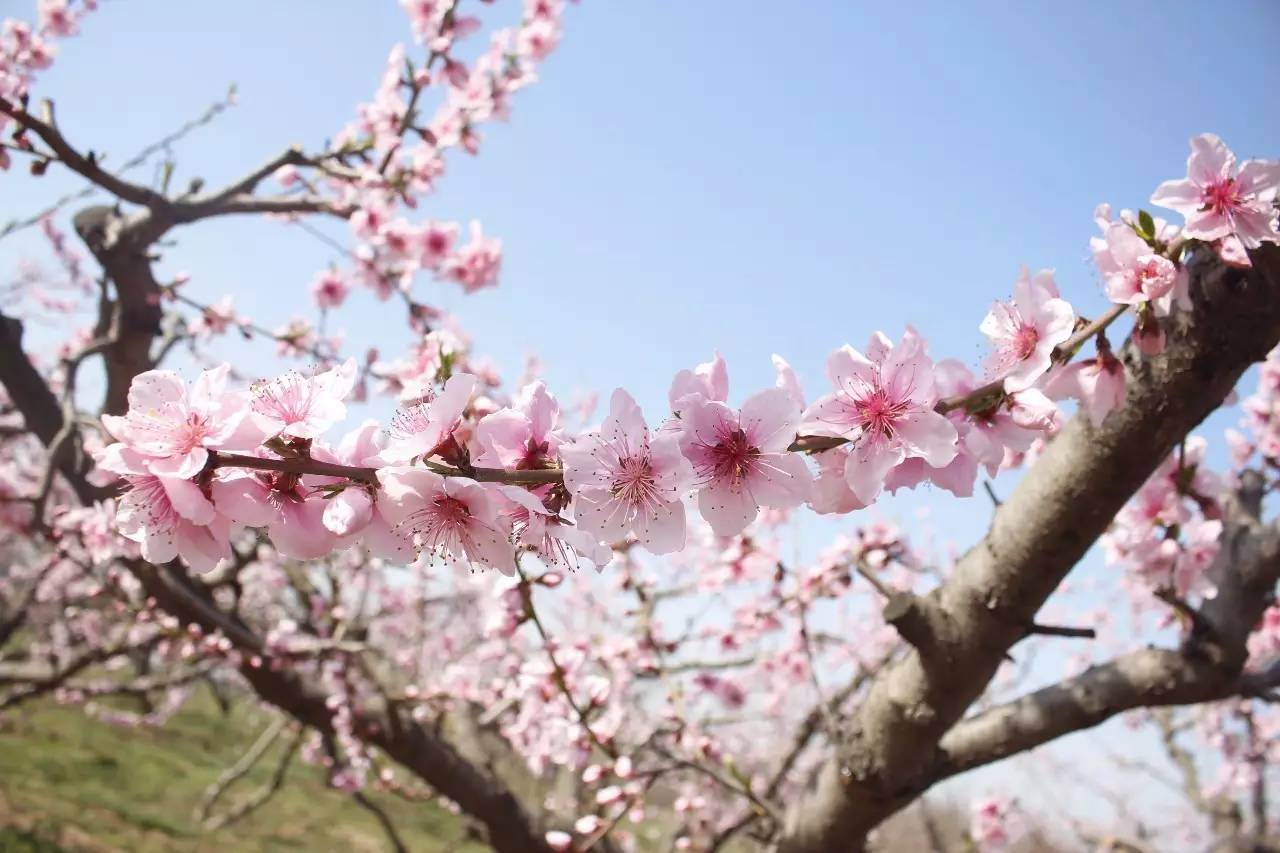 春风十里 相约零口看桃花