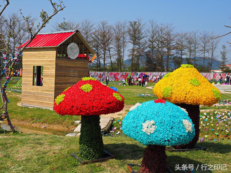 厦门天竺山香草园伞花绽放风铃叮当