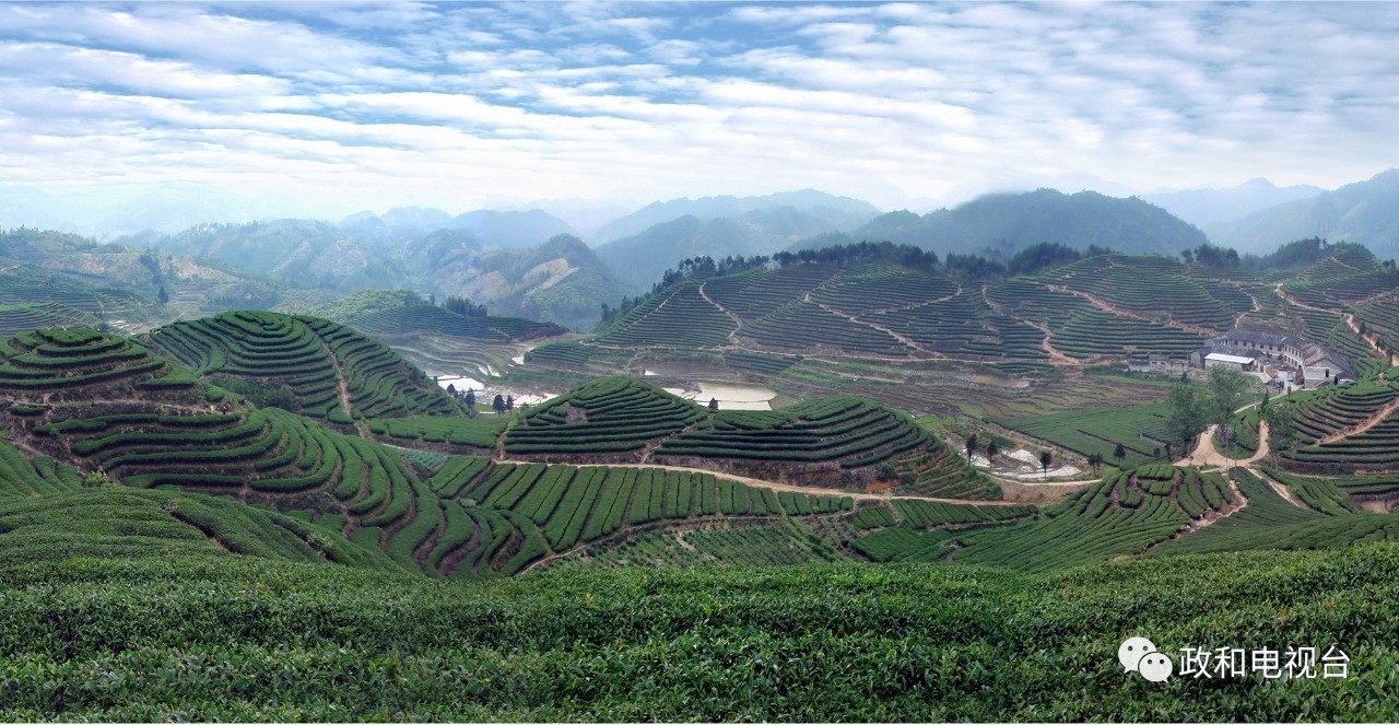 春茶初上,赏政和美景,品政和好茶,一起来玩诗词飞花令