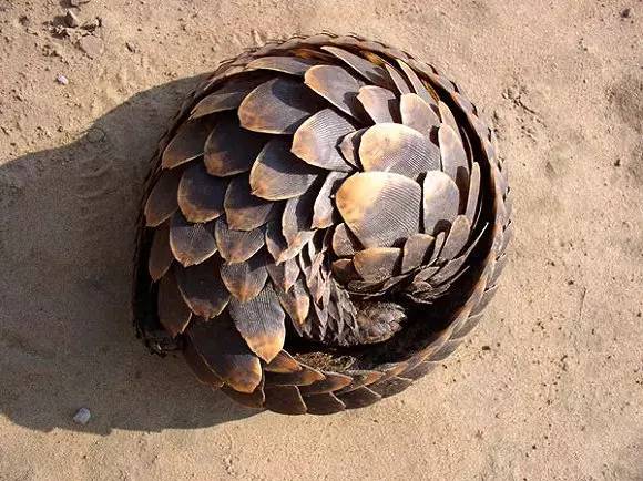 ▼ 事实上, 穿山甲的英文名字 pangolin, 就是