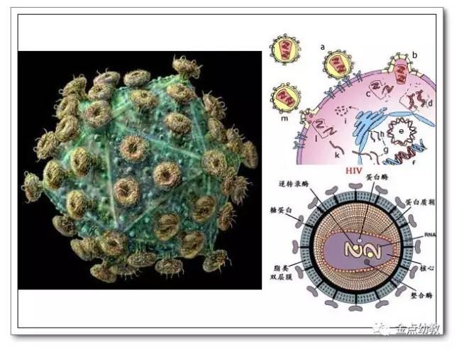 建议在wifi情况下观看         甲型h1n1病毒属于正粘病毒科(0r