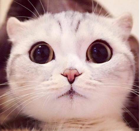 编发现了日本一只名叫hana的小猫,它着极高的颜值和一双萌萌的大眼睛