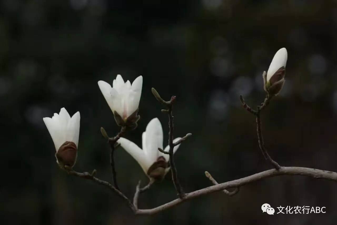 清明祭奠思念