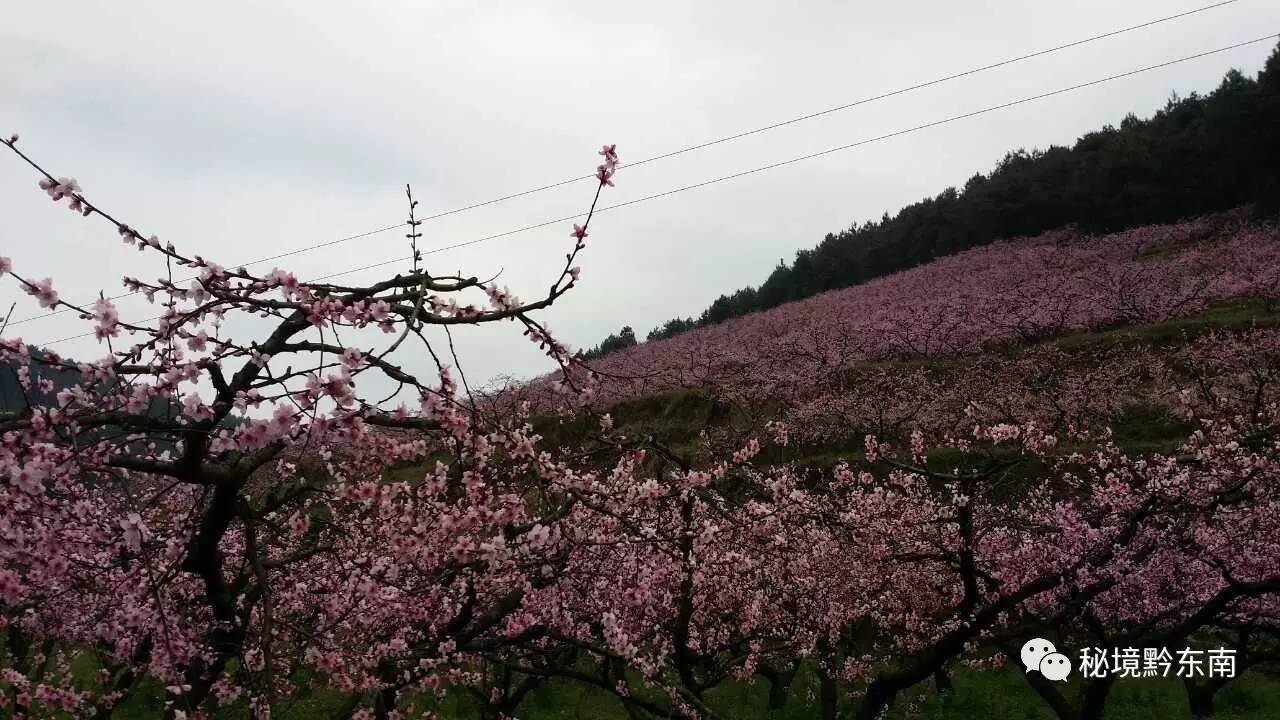 他们家分别在贵阳,夏门,凯里工作居住,借清明节回乡扫墓之机,慕名到野