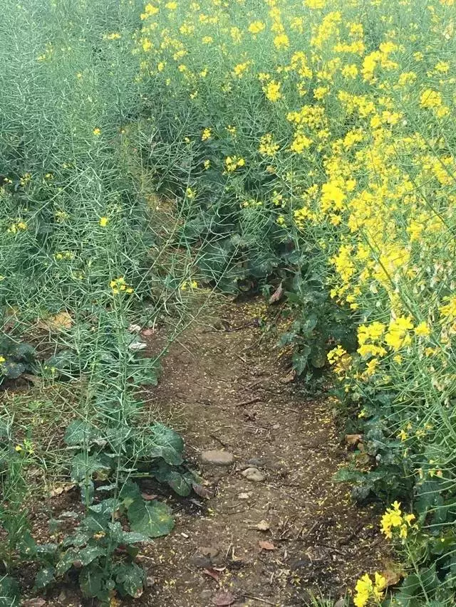 梅子金黄杏子肥,麦花雪白菜花稀. 日长篱落无人过,唯有蜻蜓蛱蝶飞.