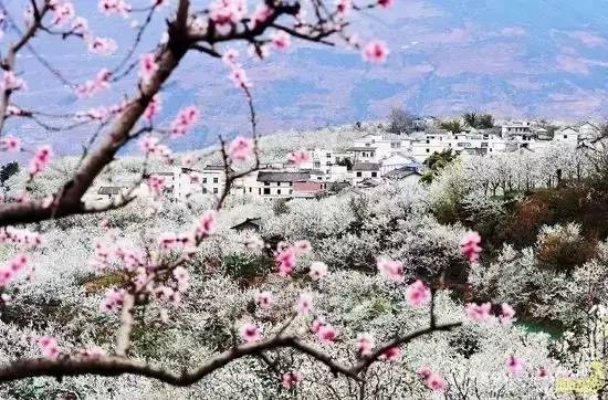 成都周边这8个最巴适亲子赏花地,免费约起走!