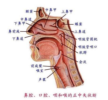 鼻炎的主要病理改变是鼻腔黏膜充血,肿胀,渗出