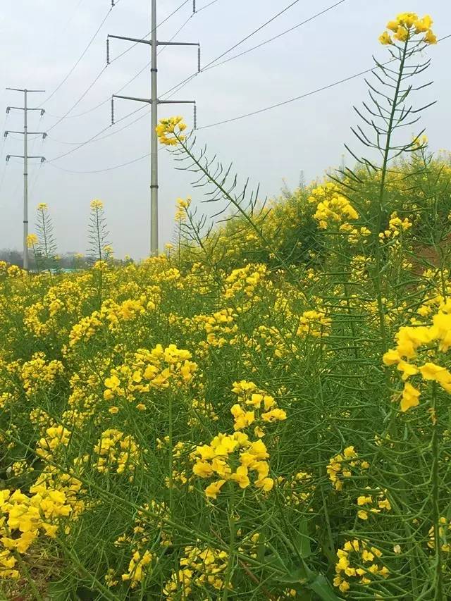 梅子金黄杏子肥,麦花雪白菜花稀. 日长篱落无人过,唯有蜻蜓蛱蝶飞.