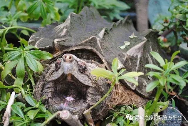 鳄龟养大了怎么办