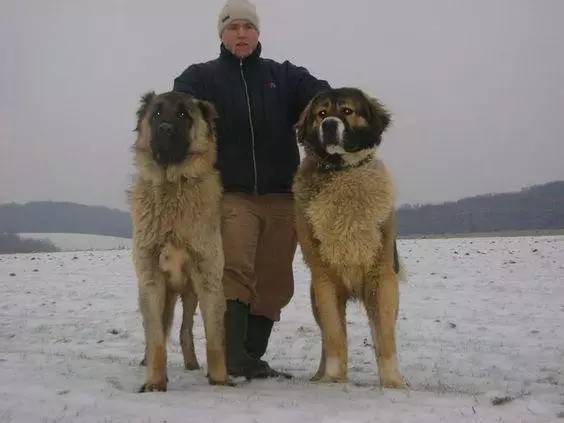 高加索犬是世界上体形最大的猛犬之一.目前,多用于家畜看护和保安.