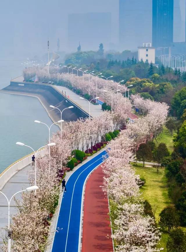除了滨江跑道,杭州这几处的赏樱胜地,简直堪比