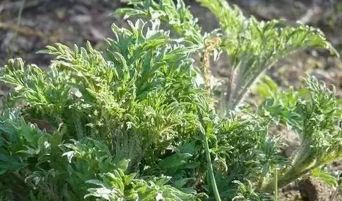 哈拉海是一种类似蒿子一样的野生,它的嫩芽,人可食用.