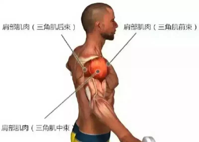 当然,圆肩并不是一块肩部肌肉造成的,例如胸大肌和背肌的问题,也是