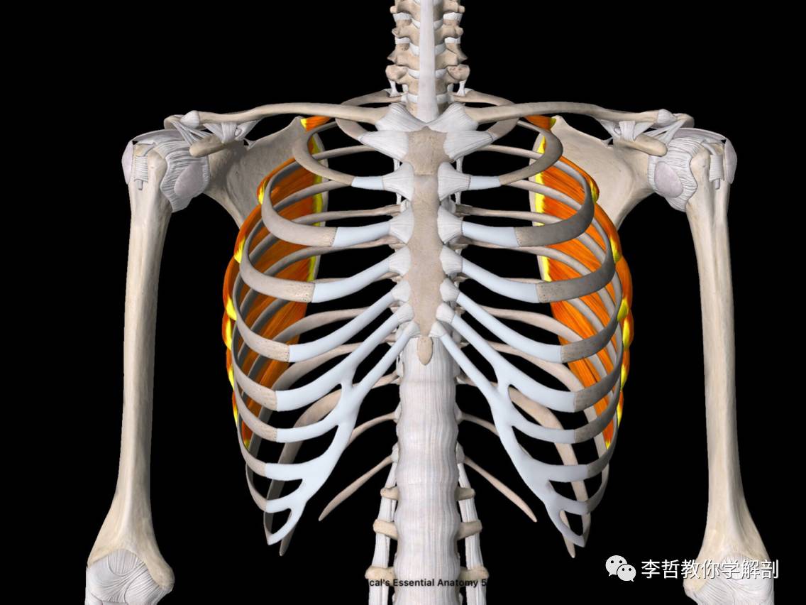 学员精彩笔记(20-肩部结构和功能的细节阐述有时候恰恰是康复肩部