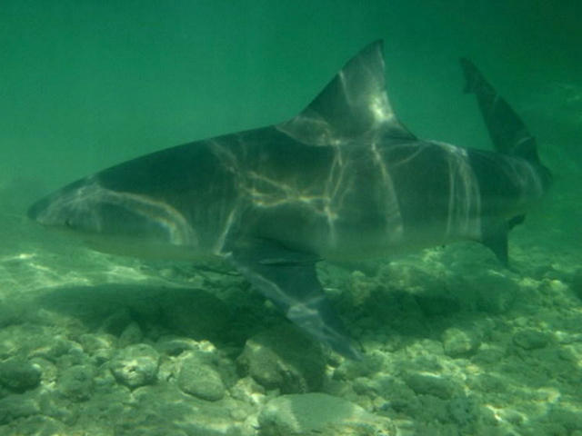 10大鲨鱼攻击人类的野性事实,浅滩受攻击的可能性更大