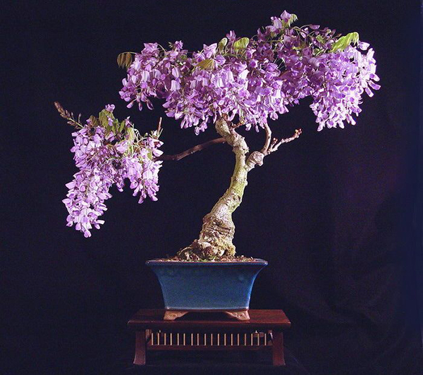 紫藤盆景欣赏及其制作养护方法