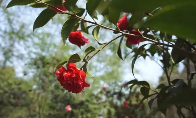 成都彭州葛仙山茶花满山穿过樱花林直上茶花坪