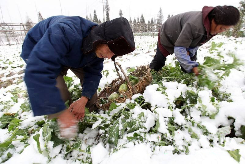 农民们忙着采摘冬天雪地中的萝卜2,白萝卜白萝卜一般在在9,10月份收获